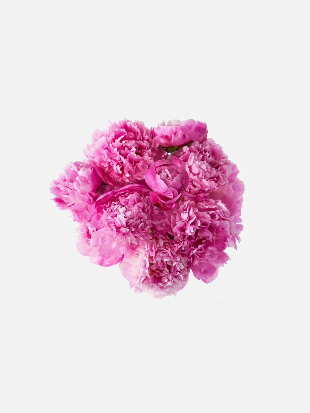 The Peony